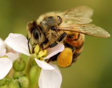 Honey Bee Pollen Pellet Honey Bee Pollen Pellet