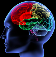 Graphic representation of the human brain Graphic representation of the human brain