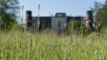 EcoCommons Grass EcoCommons Grass
