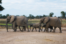 Africa is home to a diverse range of vertebrate ecosystems, including the most complete natural community of remaining terrestrial megafauna. (Photo: Jess Hunt-Ralston) Africa is home to a diverse range of vertebrate ecosystems, including the most complete natural community of remaining terrestrial megafauna. (Photo: Jess Hunt-Ralston)