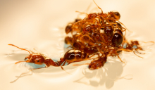 Ant raft closeup Ant raft closeup