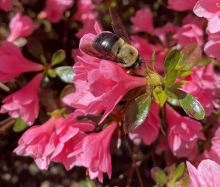 azalea_bee.jpg azalea_bee.jpg