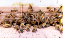 A close up of bees flying into a hive on the CU Denver campus. A close up of bees flying into a hive on the CU Denver campus.