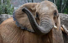 Elephant Elephant