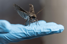 Hawkmoth Hawkmoth