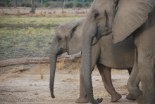 Profiles of two eastern African elephants walking side by side. (Photo: Jess Hunt-Ralston) Profiles of two eastern African elephants walking side by side. (Photo: Jess Hunt-Ralston)