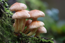 Fungi growing on plants in a forest Fungi growing on plants in a forest