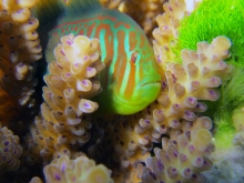 Mutualistic fish