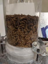 Black soldier fly larvae. Black soldier fly larvae.