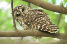 A barred owl on a tree in green space between the IBB and IEN buildings. Photo by Yumiko Sakurai A barred owl on a tree in green space between the IBB and IEN buildings. Photo by Yumiko Sakurai