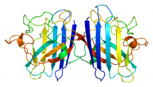 A look at the structure of the SOD1 protein. (Based on PyMOL.org rendering of PDB 1AZV.) A look at the structure of the SOD1 protein. (Based on PyMOL.org rendering of PDB 1AZV.)