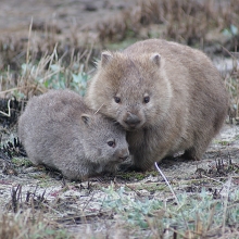 Wombats (Courtesy of Scott Carver) Wombats (Courtesy of Scott Carver)